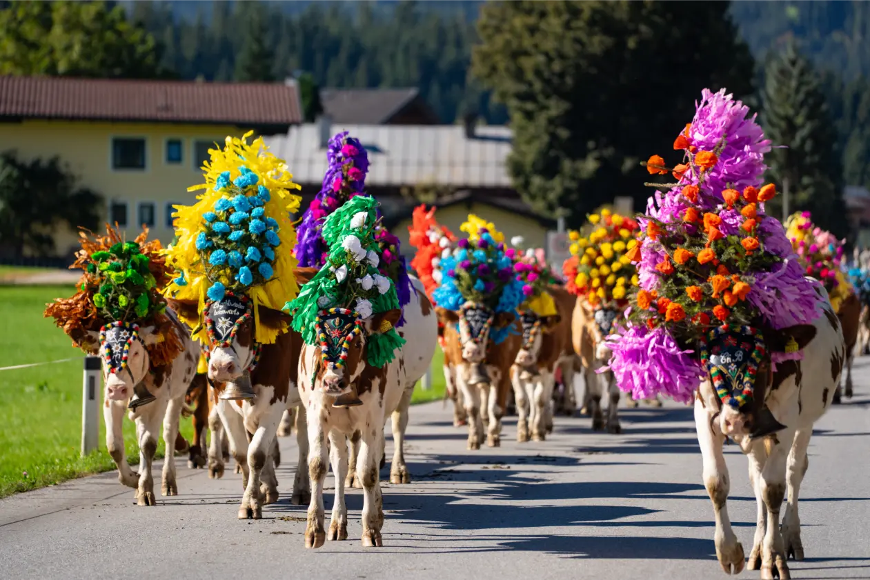 Kleurrijke Almabtrieb-optocht in Fieberbrunn
