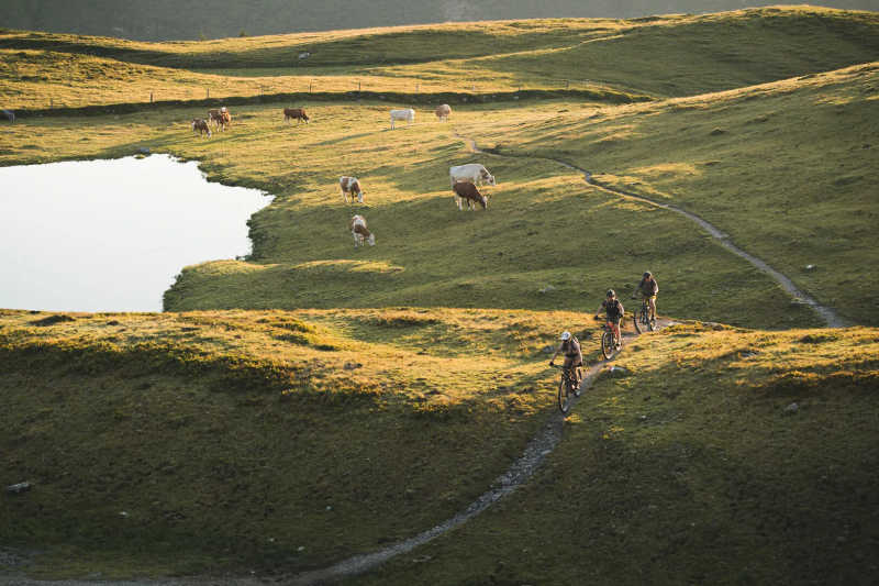 Mountainbikers op een bergpad langs een bergmeertje met grazend vee