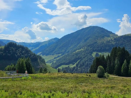 Open bergweide met bosrand en bergketens op de achtergrond – Streuböden en zicht op de Wilder Kaiser, Fieberbrunn